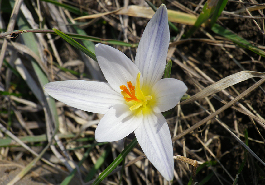  сітчастий (Crocus reticulatus)